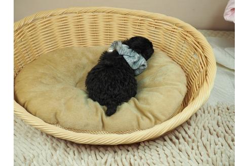 成約済の埼玉県のタイニープードル-129945の3枚目