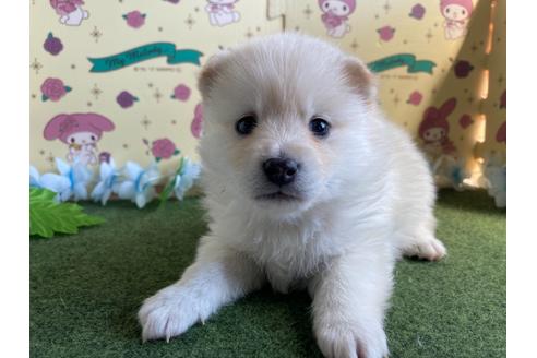 成約済の栃木県のミックス犬-128918の1枚目