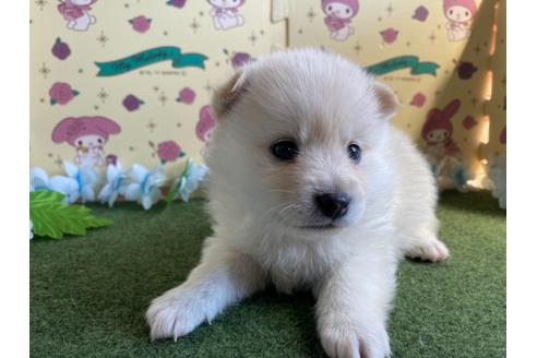 成約済の栃木県のミックス犬-128918の6枚目