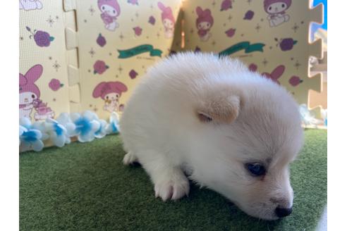 成約済の栃木県のミックス犬-128918の3枚目