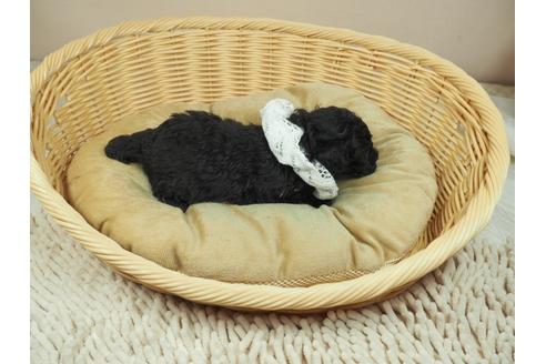 成約済の埼玉県のタイニープードル-129952の5枚目