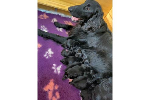 子犬