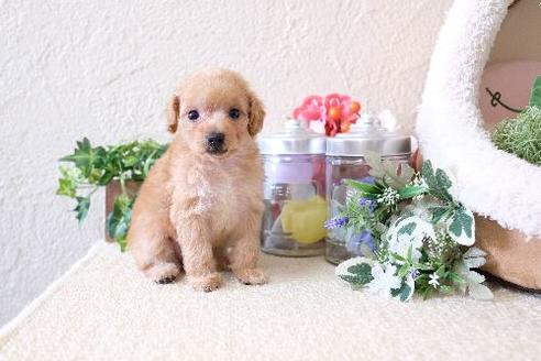 成約済の滋賀県のトイプードル-129923