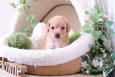 成約済の滋賀県のトイプードル-129923の3枚目