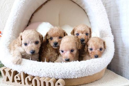 成約済の滋賀県のトイプードル-129923の2枚目