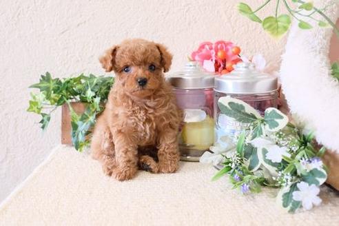 成約済の滋賀県のトイプードル-128219の1枚目