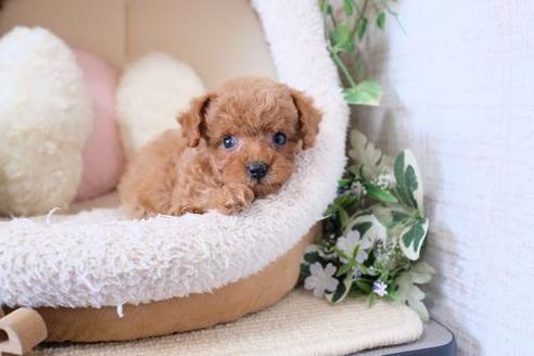 成約済の滋賀県のトイプードル-128219の5枚目