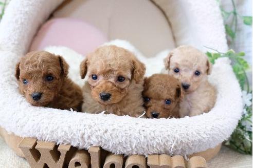 成約済の滋賀県のトイプードル-128219の4枚目