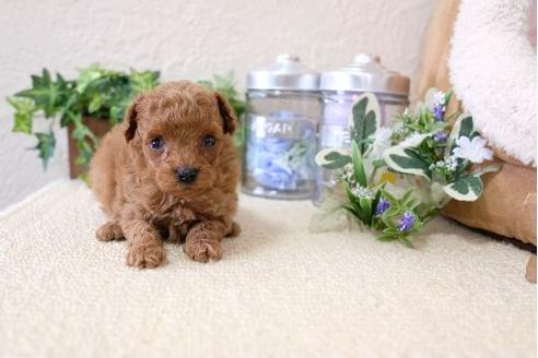 成約済の滋賀県のトイプードル-128219の3枚目