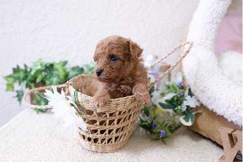 成約済の滋賀県のトイプードル-128219の2枚目