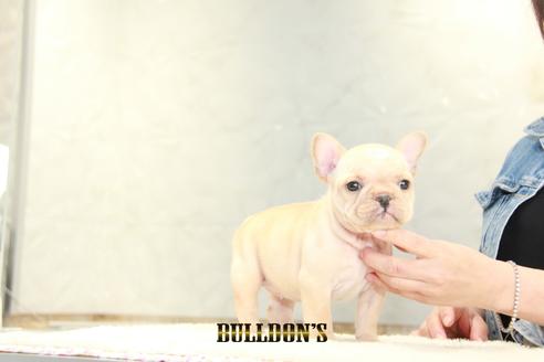 成約済の東京都のフレンチブルドッグ-129968の7枚目