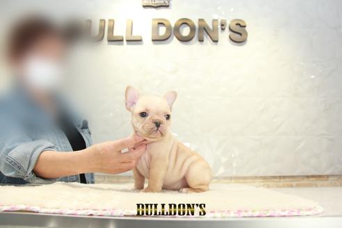 成約済の東京都のフレンチブルドッグ-129968の6枚目