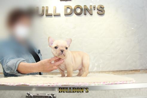 成約済の東京都のフレンチブルドッグ-129968の5枚目