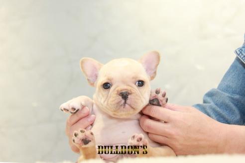 成約済の東京都のフレンチブルドッグ-129968の4枚目