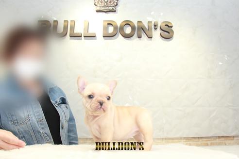 成約済の東京都のフレンチブルドッグ-129968の3枚目