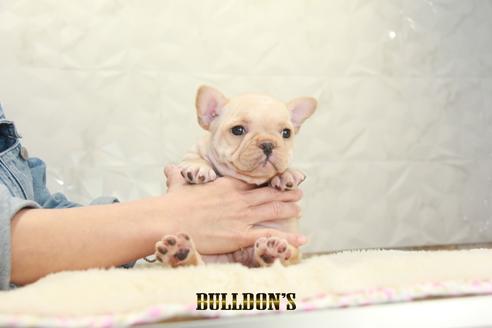 成約済の東京都のフレンチブルドッグ-129968の2枚目