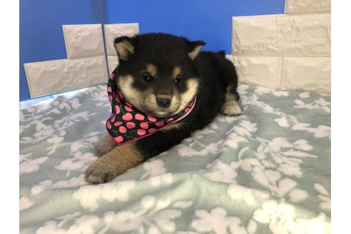 柴犬の子犬を探す ブリーダーナビ