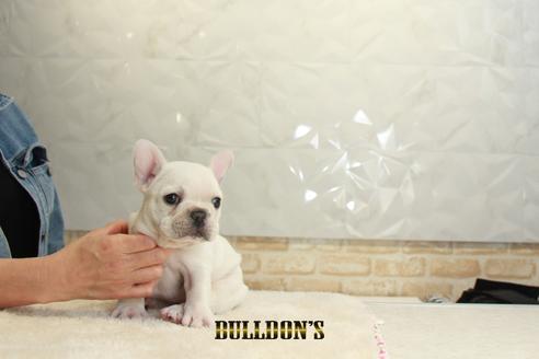 成約済の東京都のフレンチブルドッグ-129969