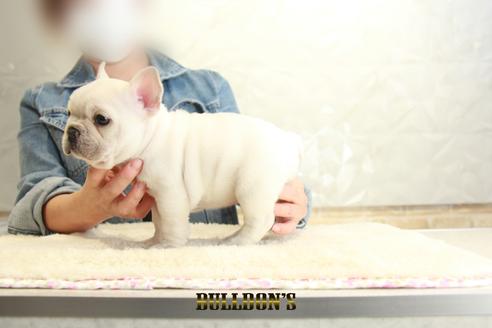 成約済の東京都のフレンチブルドッグ-129969の7枚目