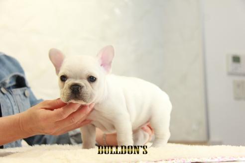 成約済の東京都のフレンチブルドッグ-129969の6枚目