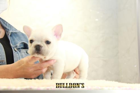 成約済の東京都のフレンチブルドッグ-129969の4枚目