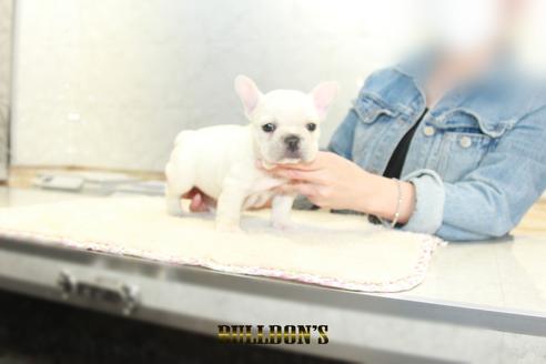 成約済の東京都のフレンチブルドッグ-129969の3枚目