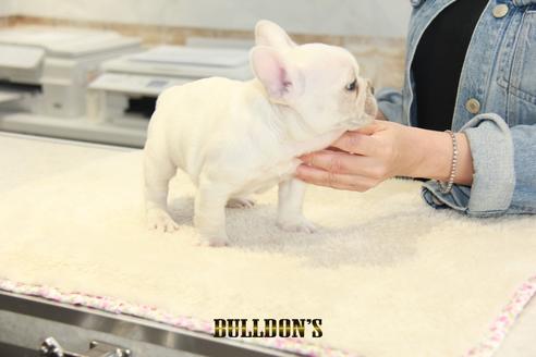 成約済の東京都のフレンチブルドッグ-129969の2枚目