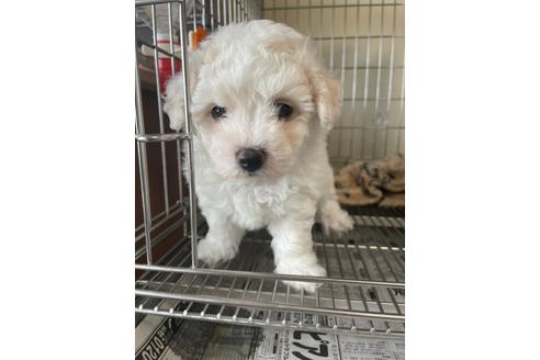 成約済の愛知県のビションフリーゼ-127929の3枚目