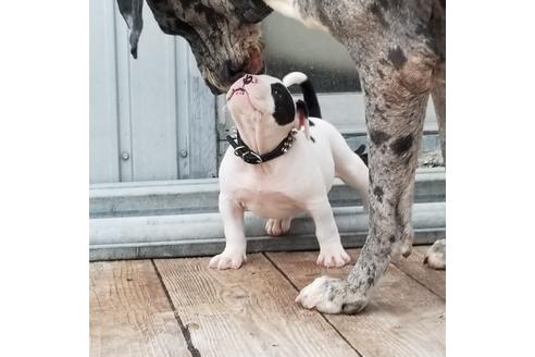 成約済の沖縄県のミックス犬-126085の7枚目