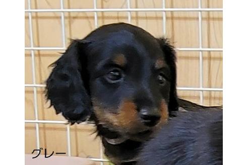 成約済の埼玉県のミニチュアダックスフンド(ロングヘアード)-130025の4枚目