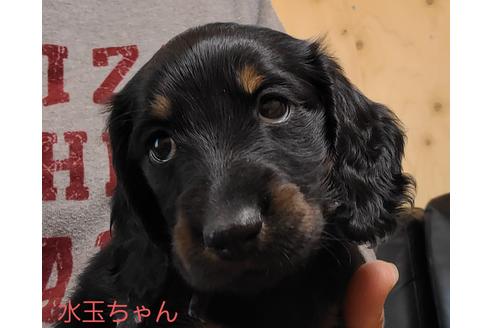 成約済の埼玉県のミニチュアダックスフンド(ロングヘアード)-130027の3枚目