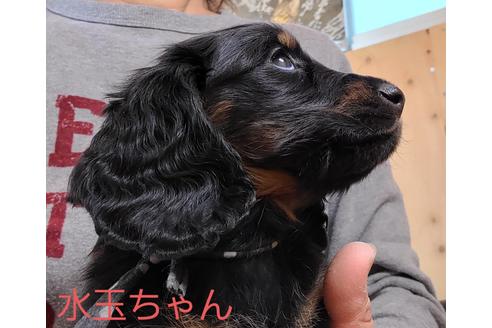 成約済の埼玉県のミニチュアダックスフンド(ロングヘアード)-130027の2枚目