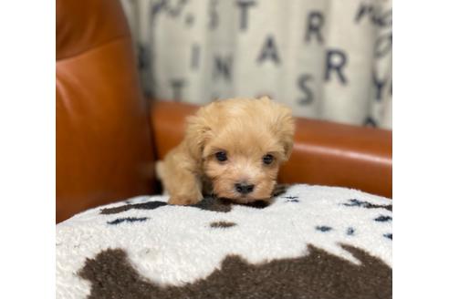 成約済の茨城県のマルプー:マルチーズ×トイプードル-130031の8枚目