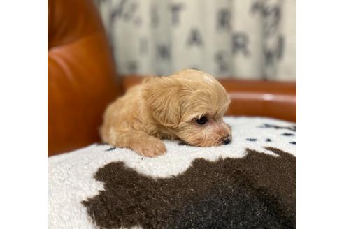 成約済の茨城県のマルプー:マルチーズ×トイプードル-130032の3枚目