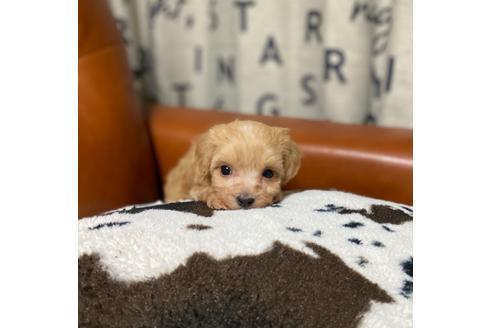 成約済の茨城県のマルプー:マルチーズ×トイプードル-130032の2枚目