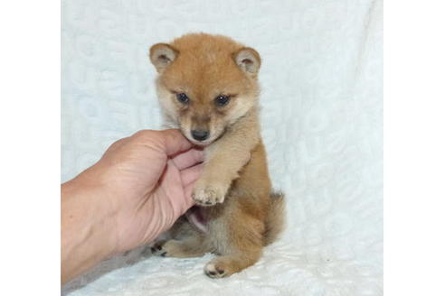 成約済の静岡県の豆柴-130042の3枚目