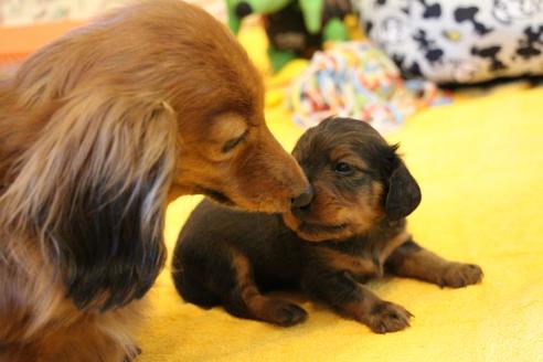 成約済の愛知県のカニンヘンダックスフンド(ロングヘアード)-128837の17枚目