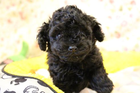 成約済の愛知県のトイプードル-126393の12枚目