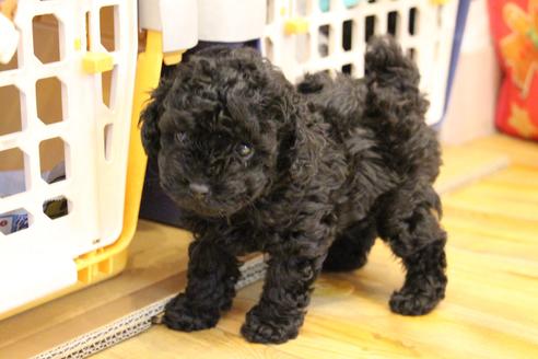 成約済の愛知県のトイプードル-126393の11枚目