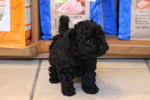 成約済の愛知県のトイプードル-126393の10枚目