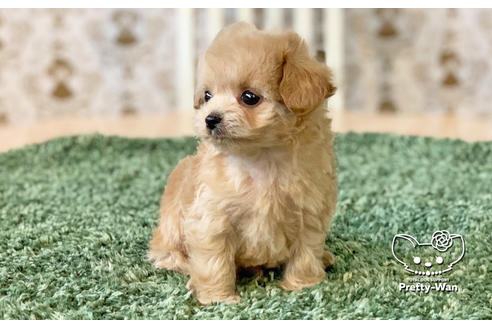 成約済の愛知県のチワプー:チワワ×トイプードル-130137の5枚目