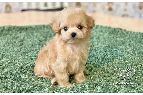 成約済の愛知県のチワプー:チワワ×トイプードル-130137の4枚目