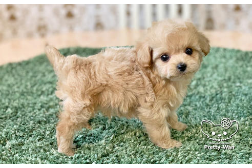 成約済の愛知県のチワプー:チワワ×トイプードル-130137の3枚目