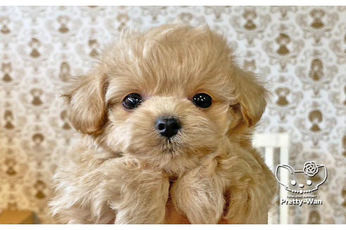 成約済の愛知県のチワプー:チワワ×トイプードル-130137の1枚目