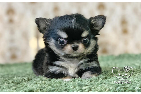 成約済の愛知県のチワワ(ロングコート)-130140の1枚目