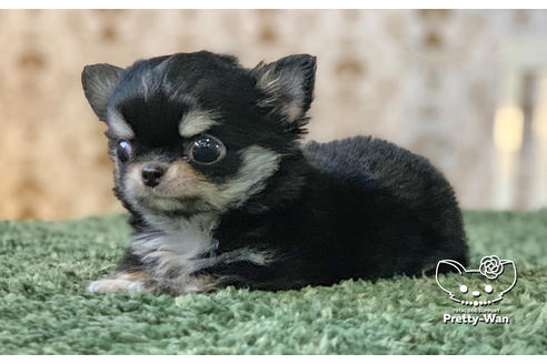 成約済の愛知県のチワワ(ロングコート)-130140の2枚目