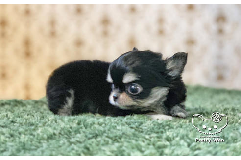 成約済の愛知県のチワワ(ロングコート)-130140の3枚目