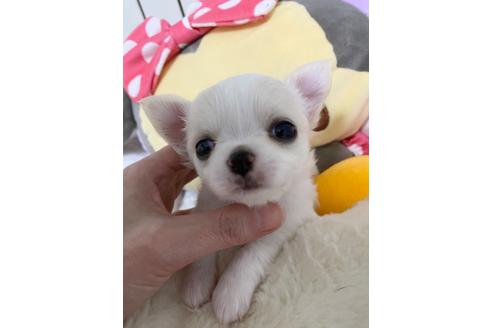 成約済の埼玉県のチワワ(ロングコート)-128793の2枚目