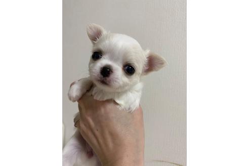 成約済の埼玉県のチワワ(ロングコート)-128793の1枚目