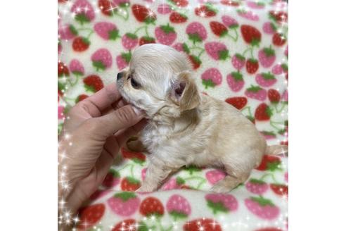 成約済の福岡県のチワワ(ロングコート)-127124の2枚目